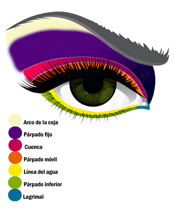Dibujo con los nombres de las partes del ojo para maquillar